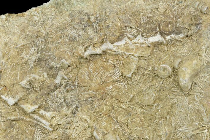 Plate of Archimedes Screw Bryozoan Fossils - Alabama #178248
